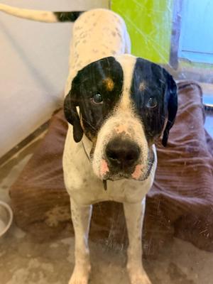 Baxter, Pointer/Mixed Breed, adult, available for adoption