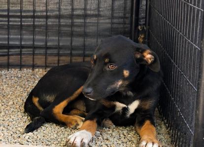 Leela, German Shepherd Dog/Mixed Breed, puppy, available for adoption