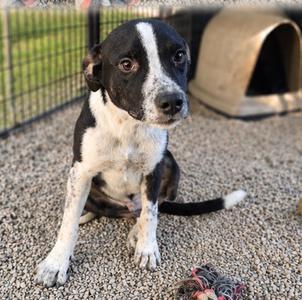Zoidberg, Australian Kelpie, puppy, available for adoption
