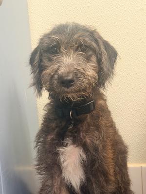 Willow, Terrier/Mixed Breed, young, available for adoption