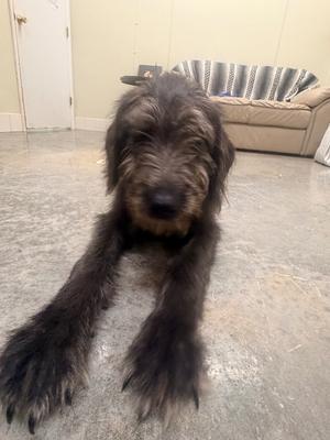 Rufus, Terrier/Mixed Breed, young, available for adoption