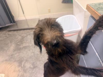 Eloise, Terrier/Mixed Breed, young, available for adoption