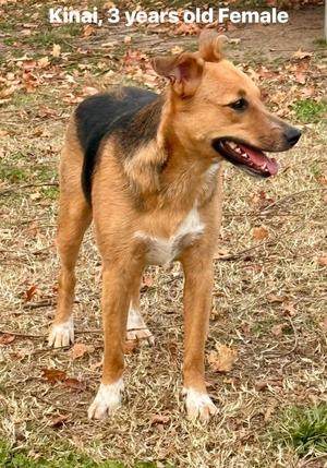 Kinai, a 3-year-old female dog, stands outdoors on grass and fallen leaves. She is a medium-sized dog with tan and black fur, white markings on her chest and paws, and her mouth is open as if panting.