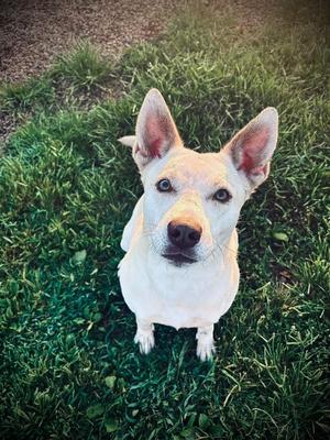Holiday, Husky/Mixed Breed, adult, available for adoption