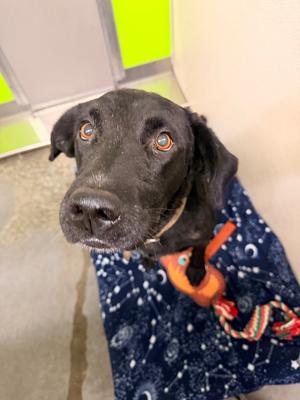 Flo, Black Labrador Retriever/Mixed Breed, adult, available for adoption