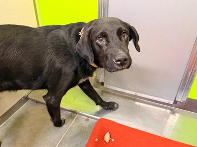 Mack, Black Labrador Retriever/Mixed Breed, young, available for adoption
