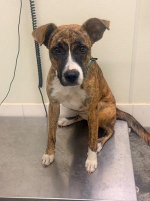 Harmony, Boxer/Mixed Breed, young, available for adoption