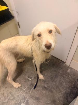 A wet, light-colored dog standing on a concrete floor, looking directly at the camera with a slightly sad expression. The dog has long fur and is wearing a black leash.