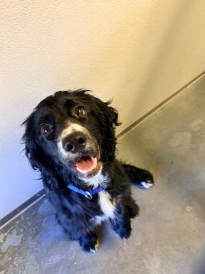 Milo, Cocker Spaniel, young, available for adoption