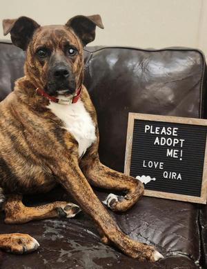 Qira, Boxer/Mixed Breed, senior, available for adoption
