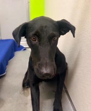 Dory, Black Labrador Retriever/Mixed Breed, young, available for adoption