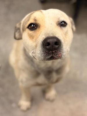 A dog looking up at the camera.