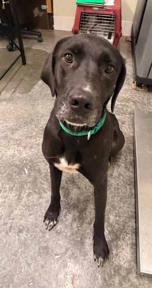 Absent, Black Labrador Retriever/Mixed Breed, adult, available for adoption