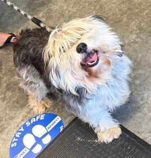 Skip, Havanese/Mixed Breed, adult, available for adoption