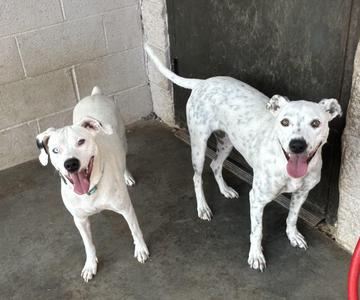 Opal and Pearl, Australian Cattle Dog / Blue Heeler / Dalmatian, young, available for adoption