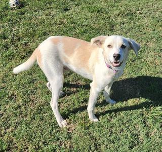 Pinto, American Foxhound, young, available for adoption