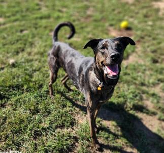 A happy dog with a black and brown coat is standing on a grassy field, its mouth open and tongue out, with a yellow ball in the background.