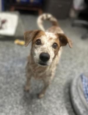 a brown and white dog with floppy ears looking up at the camera