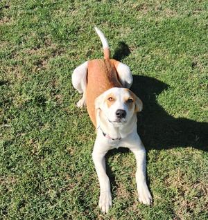 Poppy, American Foxhound, young, available for adoption