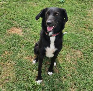 A black and white dog with floppy ears and a pink tongue is sitting on a grassy field. The dog has a red collar and is looking directly at the camera with a happy expression.