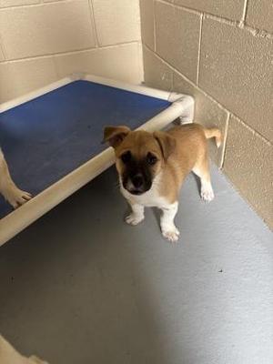 Princess, Shepherd, young, available for adoption