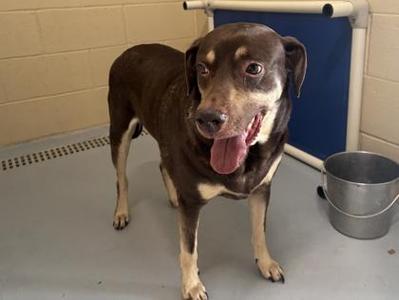 Big Mac, Labrador Retriever, senior, available for adoption
