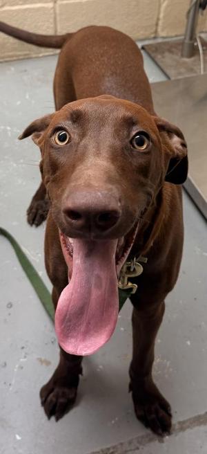 Copper, Labrador Retriever, adult, available for adoption