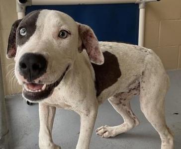 Lilah, Pit Bull Terrier, adult, available for adoption