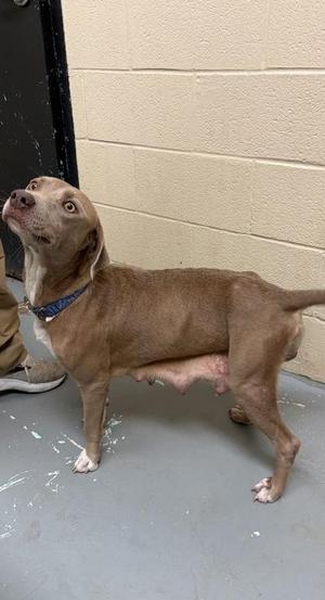 Jane, Pit Bull Terrier, adult, available for adoption