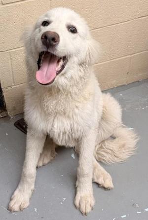 A white dog with a fluffy coat sitting on a concrete floor, its mouth open and tongue out, looking happy.