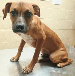 Holly, Boxer, adult, available for adoption