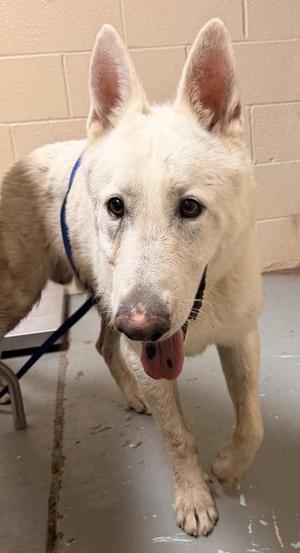 John Snow, Siberian Husky, adult, available for adoption
