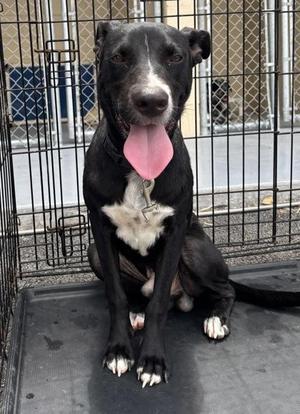 Night, Labrador Retriever, adult, available for adoption