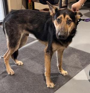 Hadies, German Shepherd Dog, adult, available for adoption