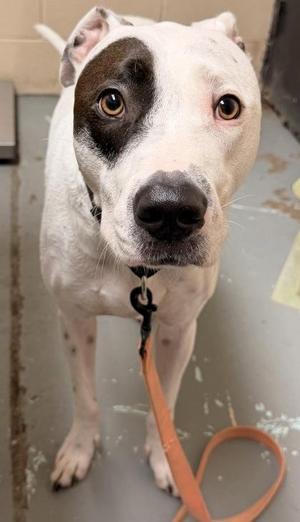 a white dog with a black patch over its left eye, wearing a leash