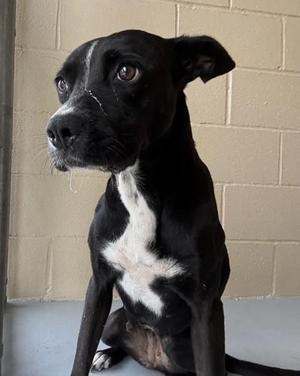 Cowgirl, Pit Bull Terrier, adult, available for adoption