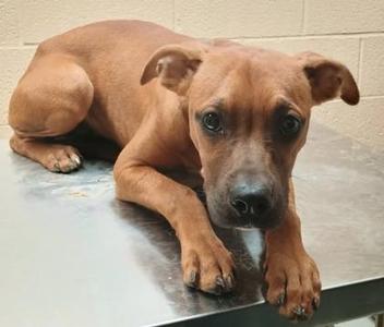 Moxie, Boxer, adult, available for adoption