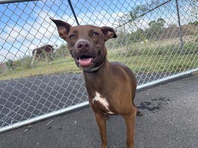 Marsala, Labrador Retriever, adult, available for adoption