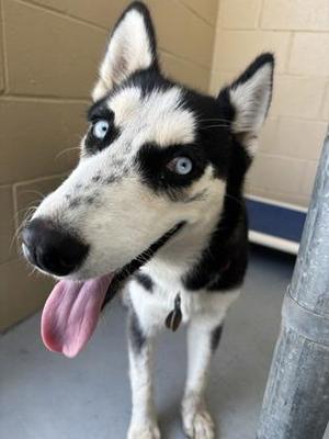 Robin, Husky, adult, available for adoption