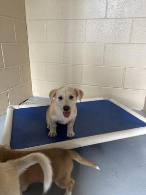 Lily, Shepherd, young, available for adoption
