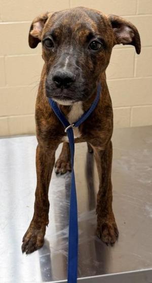 Laila, Boxer, adult, available for adoption
