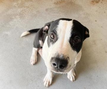 A black and white dog with a white face and black ears, looking up at the camera.