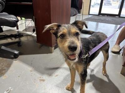 Buckey, Terrier, adult, available for adoption