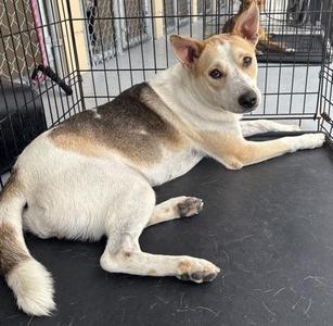 Dana, Basenji, adult, available for adoption