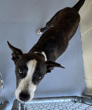 Roxy, Terrier, adult, available for adoption