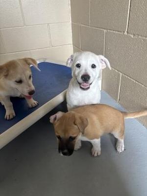 Bo, Shepherd, young, available for adoption