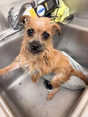 OakLee, Border Terrier, adult, available for adoption