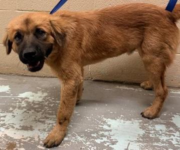 Koda, Chow Chow, adult, available for adoption