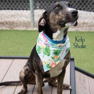 Kelp Shake, Retriever, Labrador, adult, available for adoption