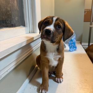 Raspberry, Hound, available for adoption